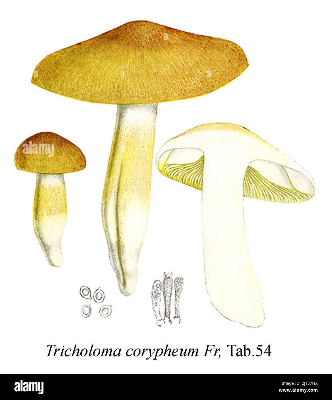 Tricholoma coryphaeum-Icon-Mycol.-Tab-54. Stock Photo