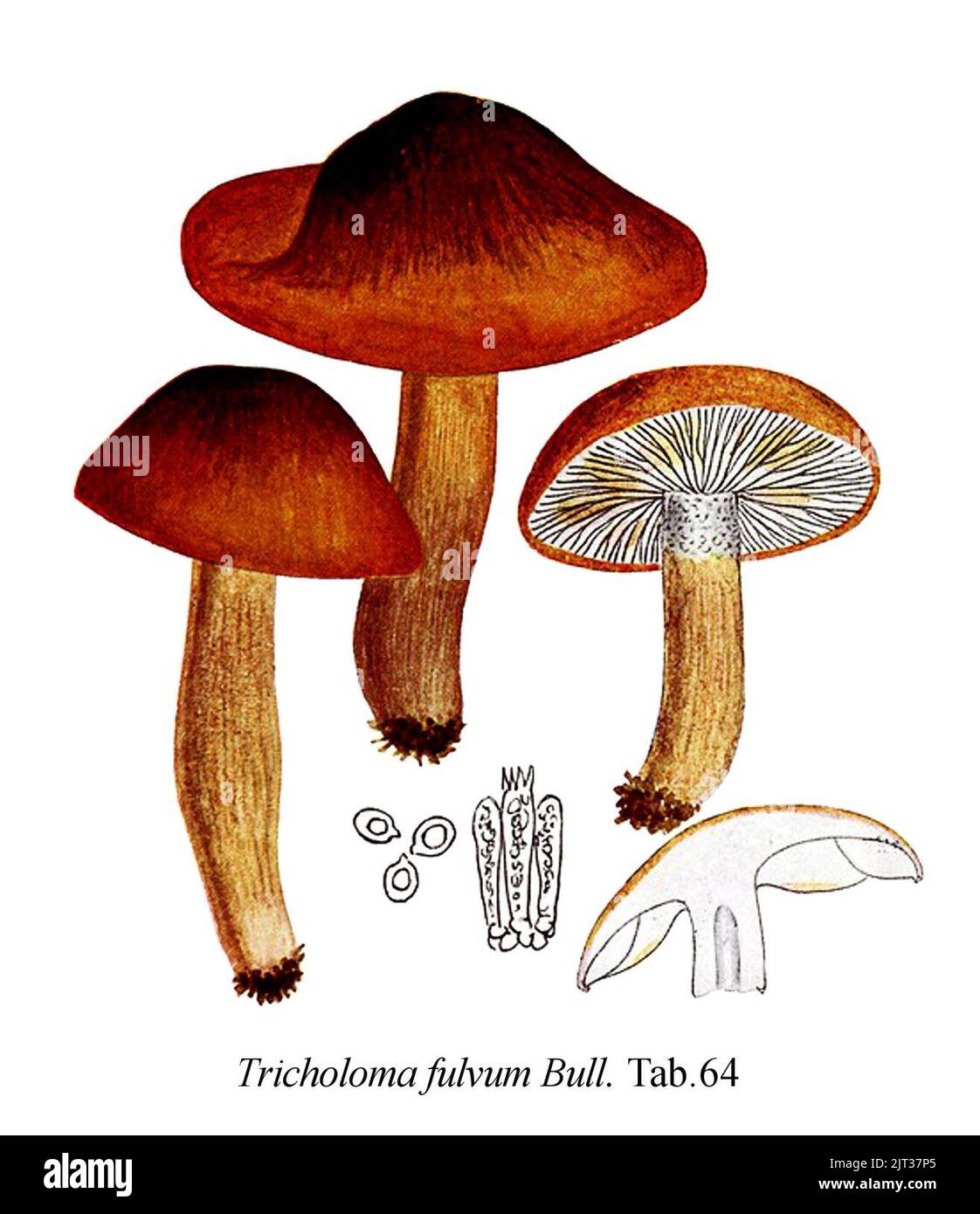 Tricholoma fulvum-Icon-Mycol.-Tab-64. Stock Photo