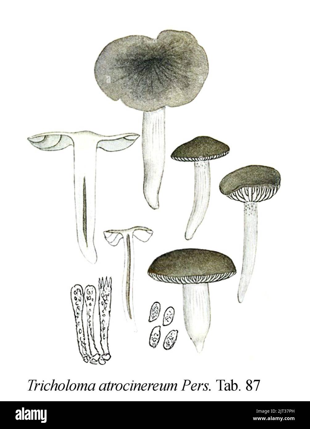 Tricholoma atrocinereum-Icon-Mycol.-Tab-87. Stock Photo
