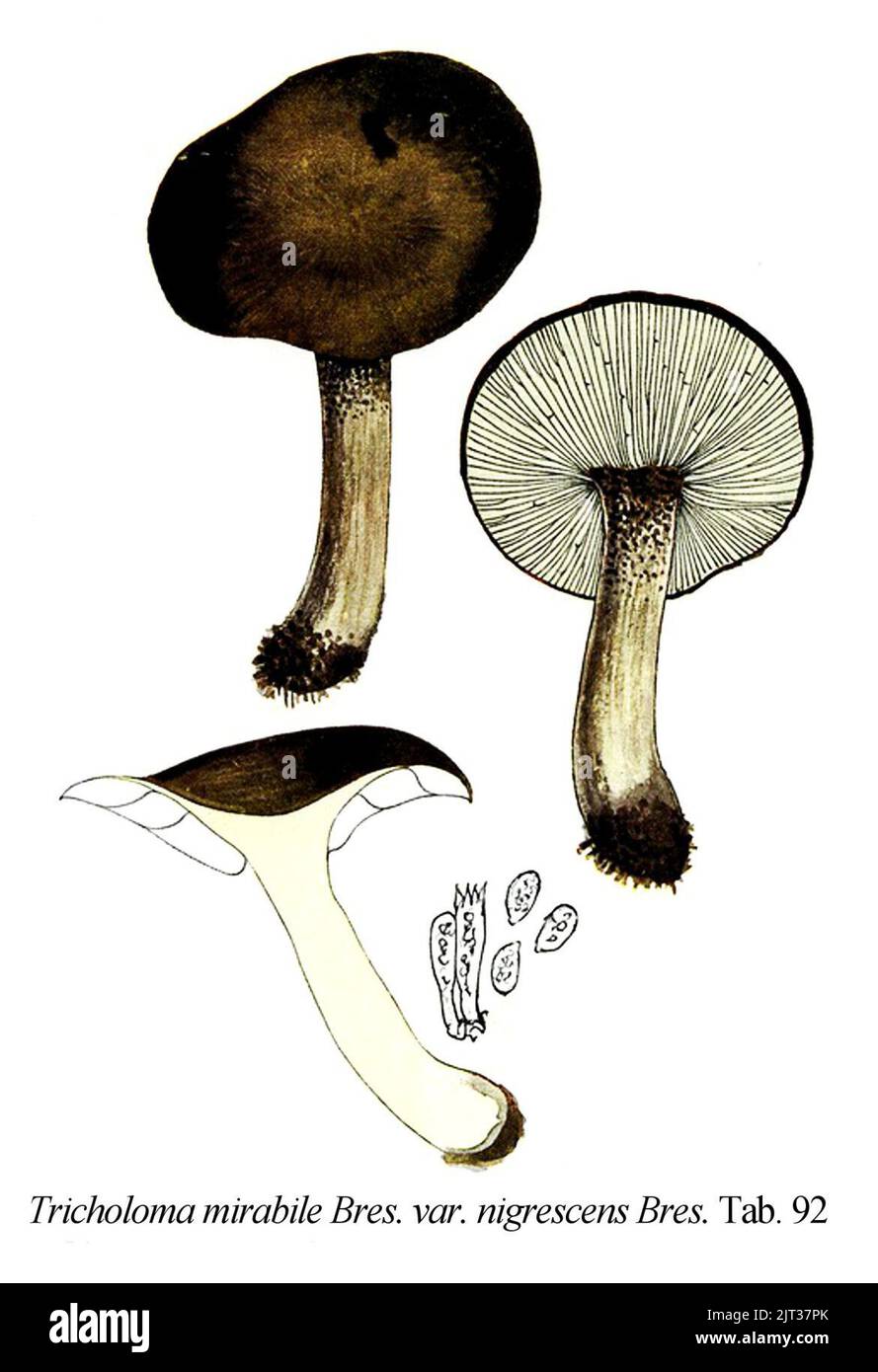 Tricholoma mirabile var. nigrescens-Icon-Mycol.-Tab-92. Stock Photo