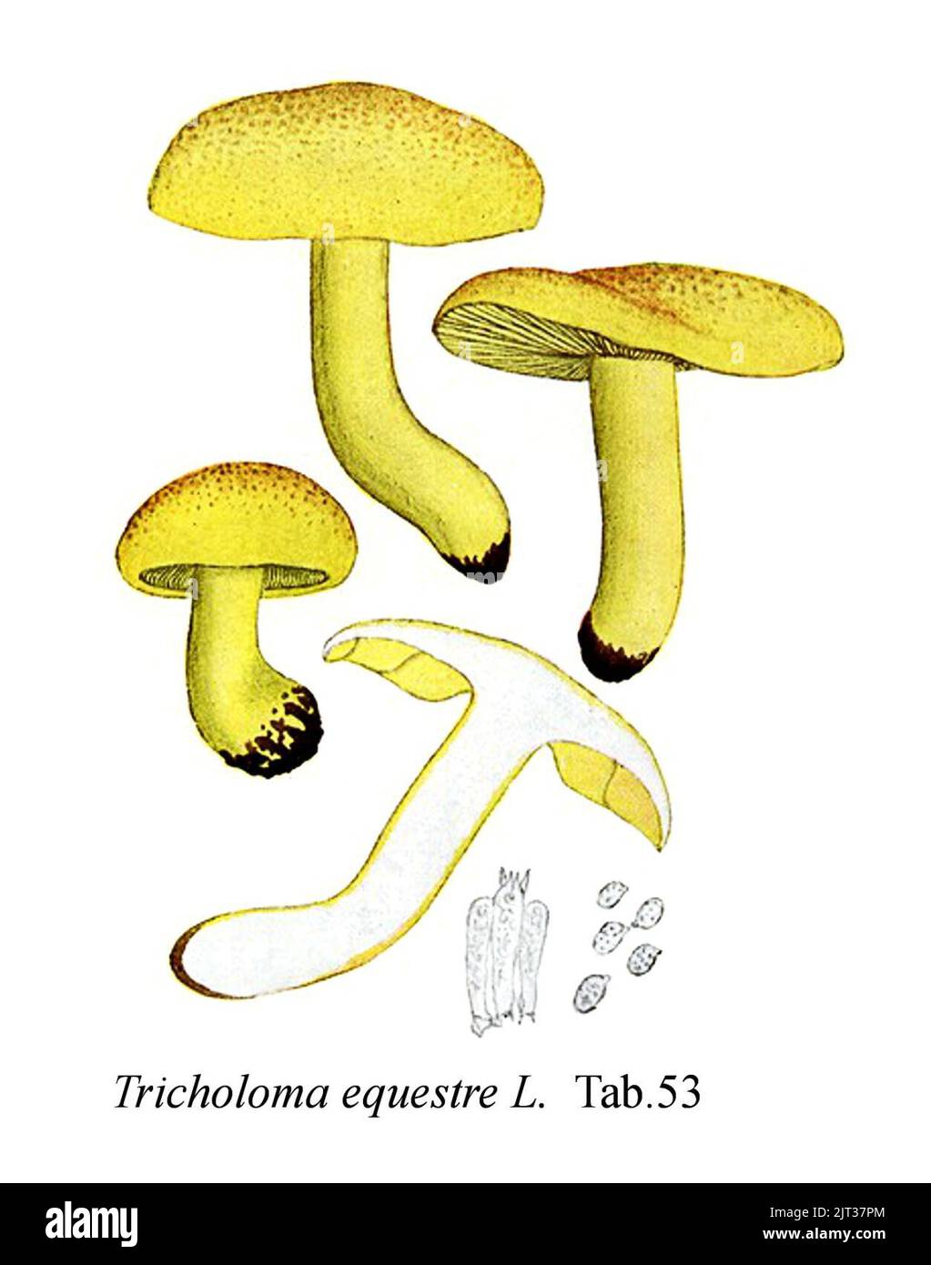 Tricholoma equestre-Icon-Mycol.-Tab-53. Stock Photo