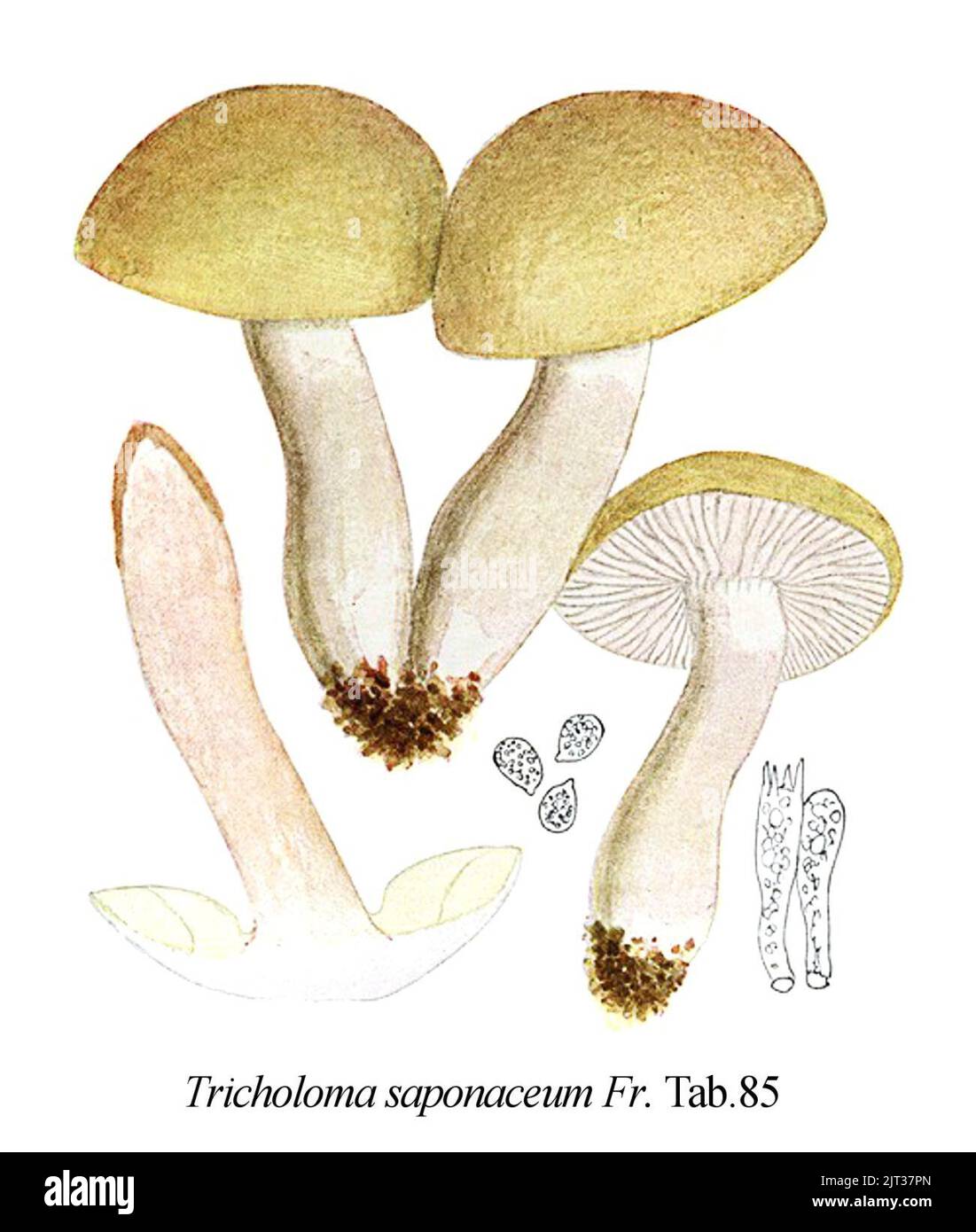 Tricholoma saponaceum -Icon-Mycol.-Tab-85. Stock Photo