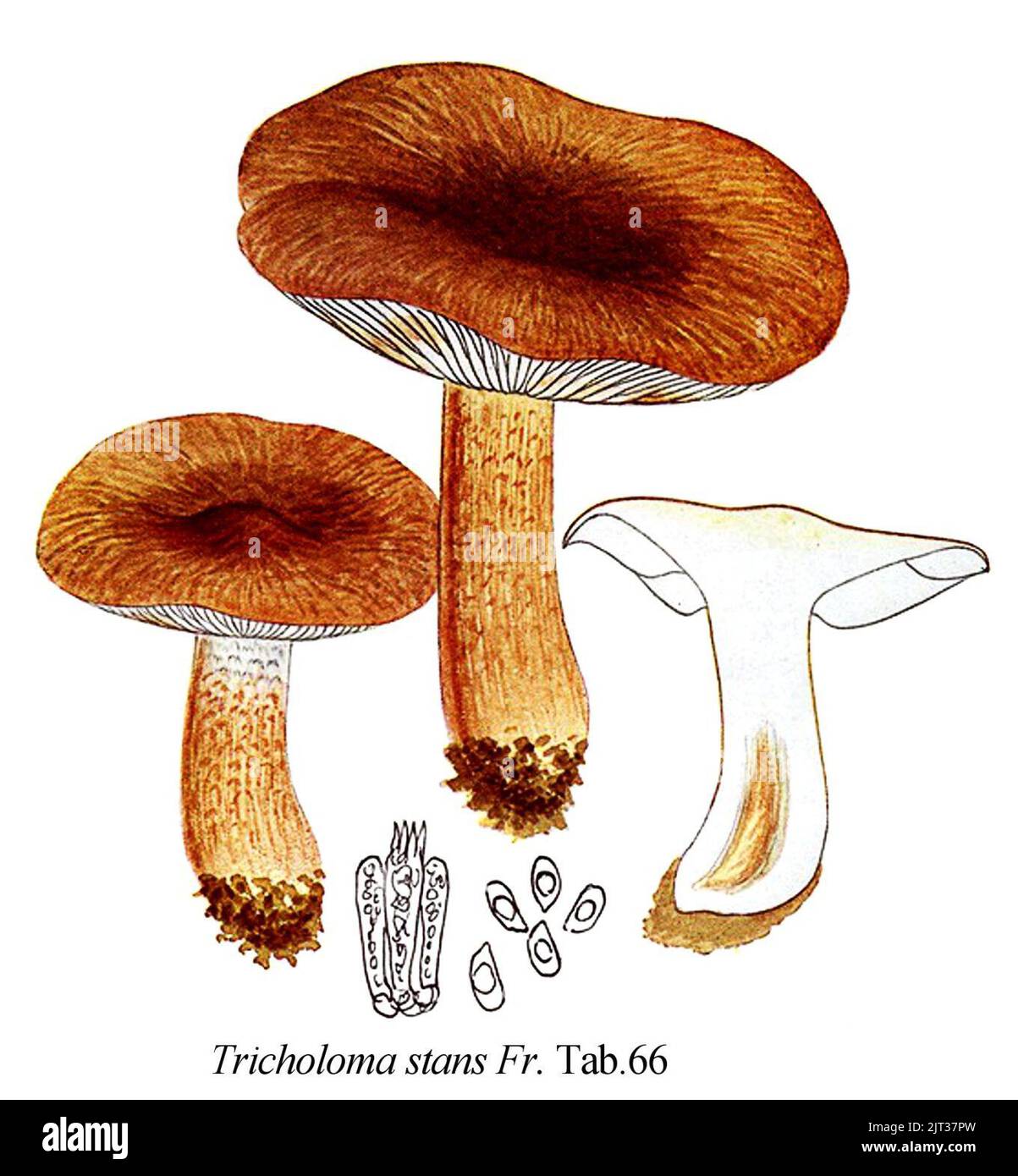 Tricholoma stans-Icon-Mycol.-Tab-66. Stock Photo