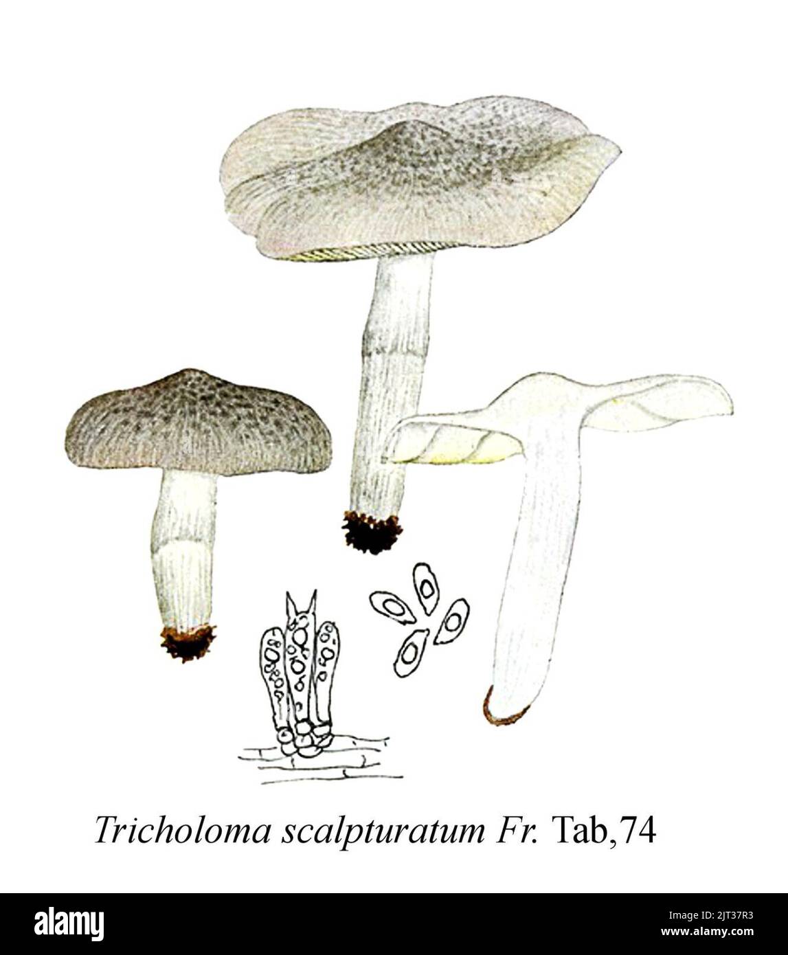 Tricholoma scalpturatum-Icon-Mycol.-Tab-74. Stock Photo