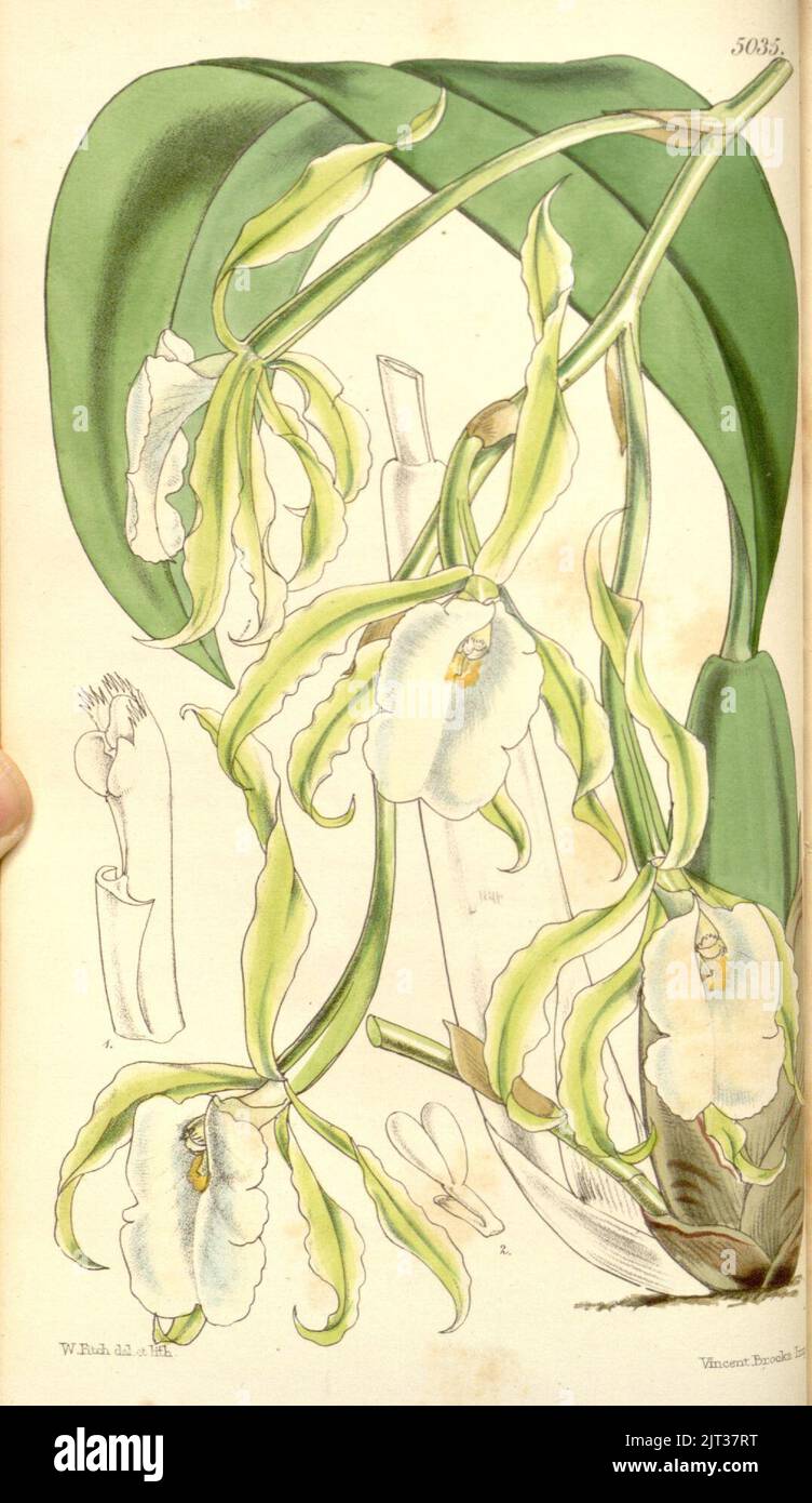 Trichopilia fragrans (as Pilumna fragrans) - Curtis' 84 (Ser. 3 no. 14) pl. 5035 (1858). Stock Photo