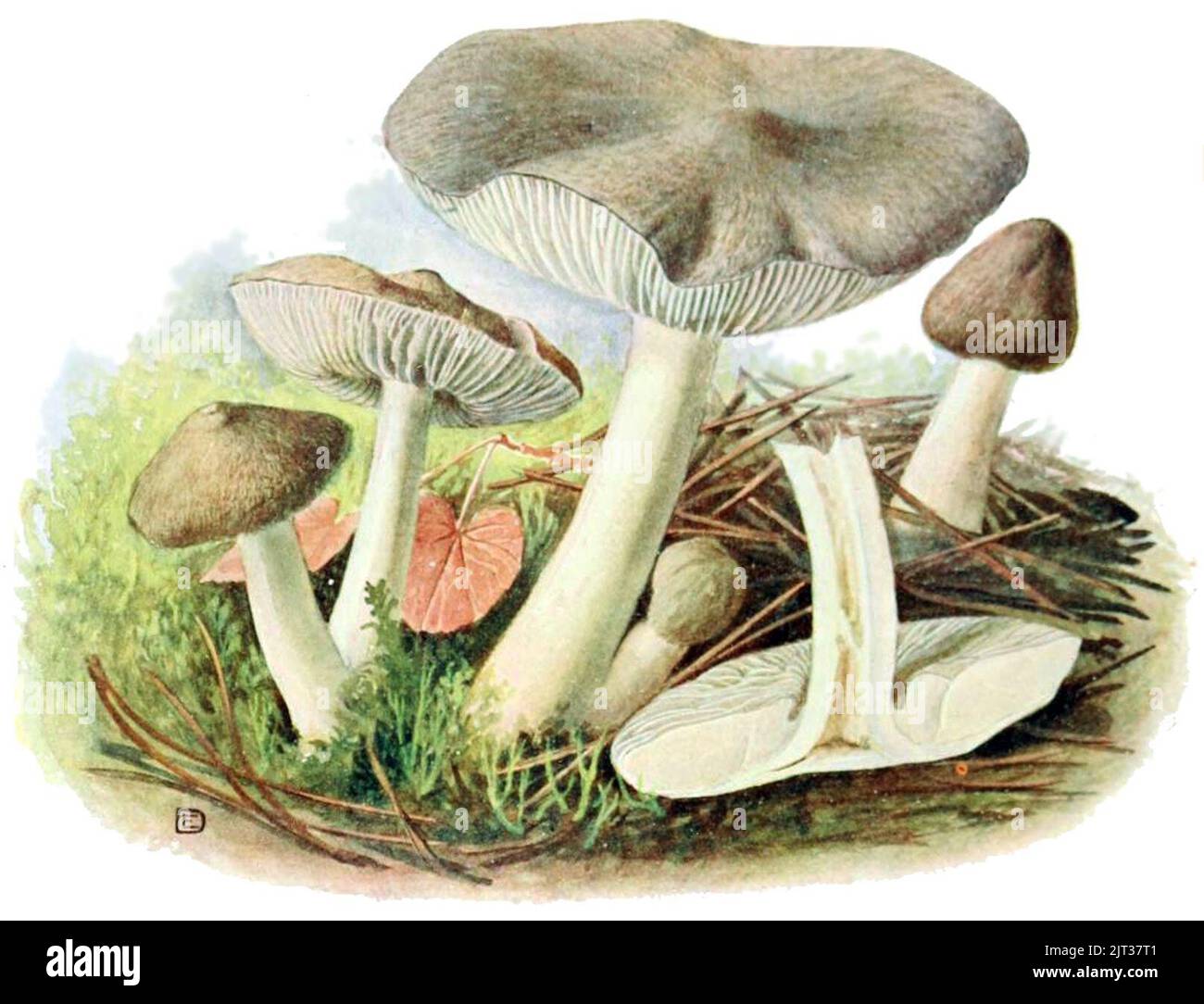 Tricholoma-terreum-gramberg-1913-pilzederheimatei00gram 0105. Stock Photo