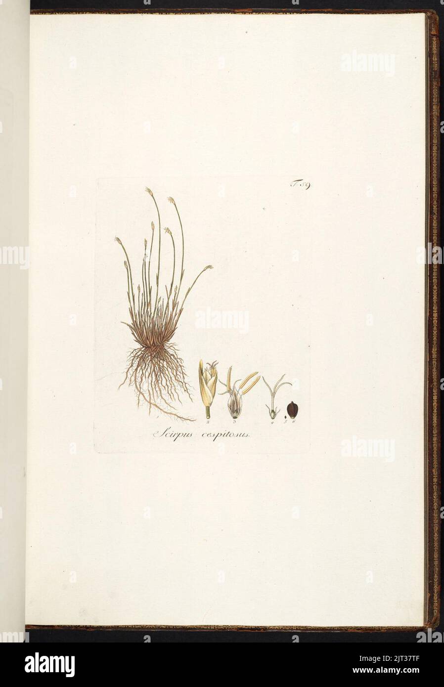 Trichophorum cespitosum illustration (01). Stock Photo