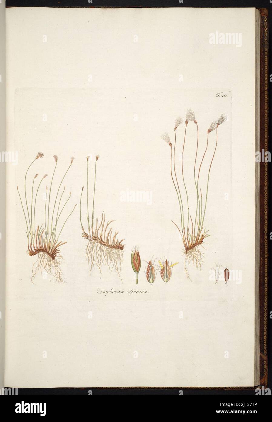 Trichophorum alpinum illustration (01). Stock Photo