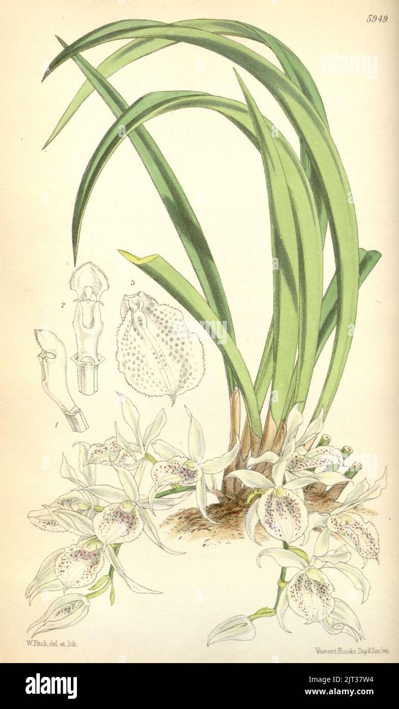 Trichopilia subulata (as syn. Trichopilia hymenantha) - Curtis' 98 (Ser. 3 no. 28) pl. 5949 (1872). Stock Photo
