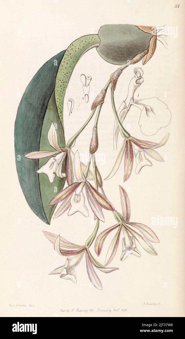 Trichopilia laxa (as Pilumna laxa) - Edwards vol 32 (NS 9) pl 57 (1846). Stock Photo