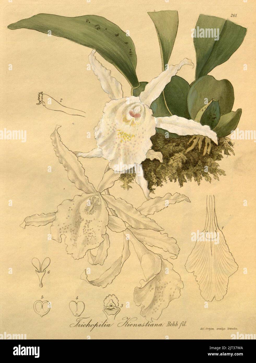 Trichopilia suavis (as Trichopilia kienastiana) - Xenia 3-261 (1893). Stock Photo