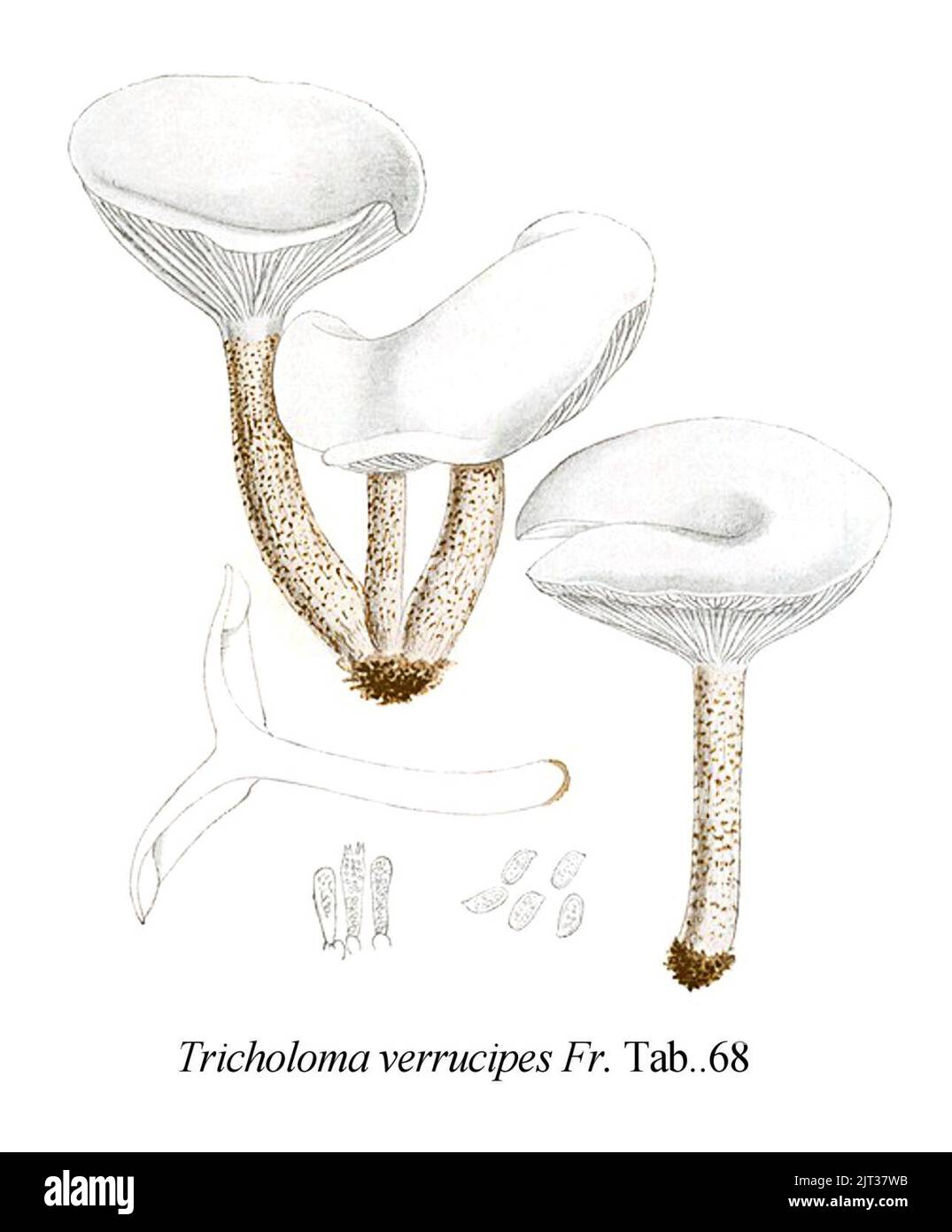 Tricholoma verrucipes-Icon-Mycol.-Tab-68. Stock Photo