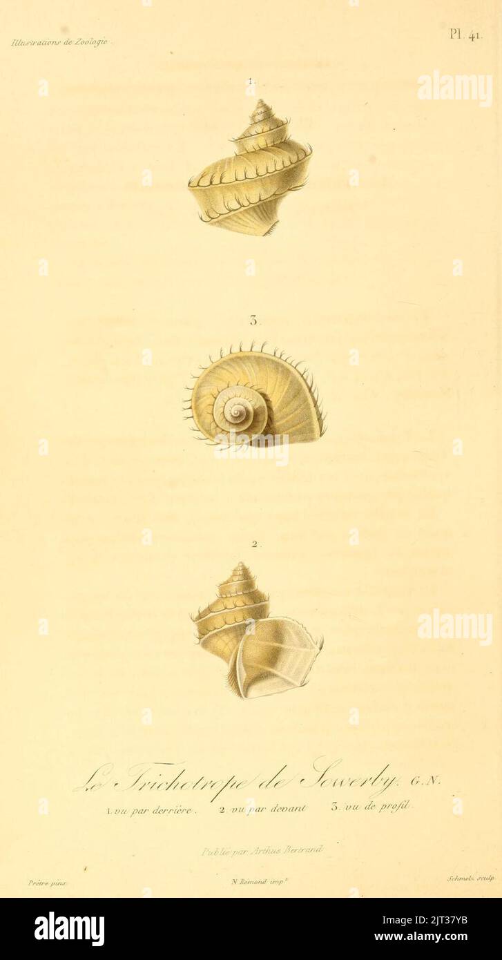 Trichotropis bicarinata 1831. Stock Photo
