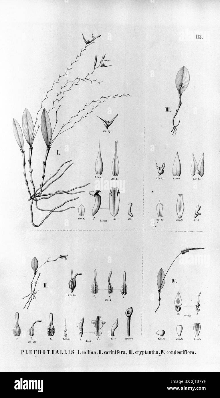 Trichosalpinx montana (as Pl. collina) - Pleurothallis carinifera - Trichosalpinx cryptantha (as Pl. hebesepala) - Lepanthopsis densiflora (as Pl. congestiflora) - Fl.Br.3-4-113. Stock Photo
