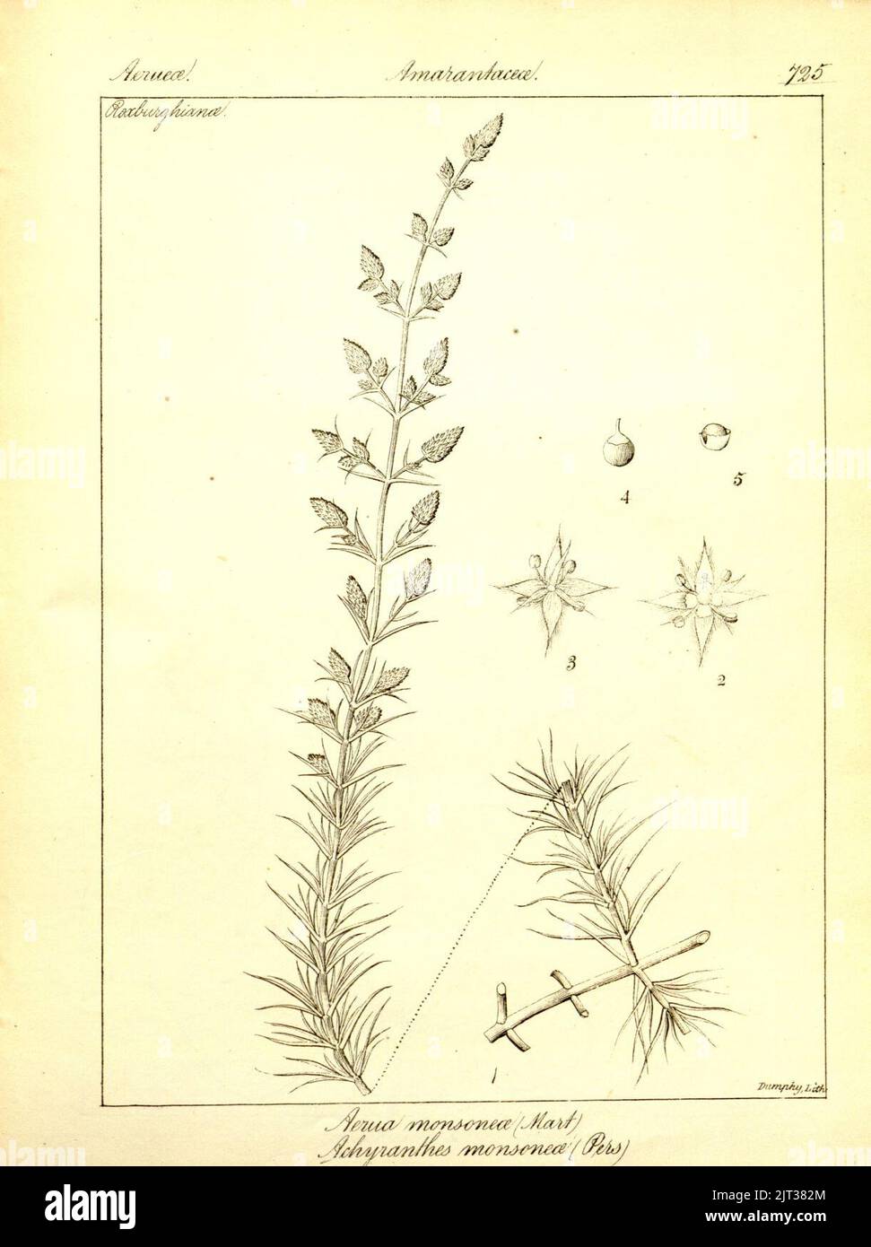 Trichuriella monsoniae as Aerva monsoniae. Stock Photo