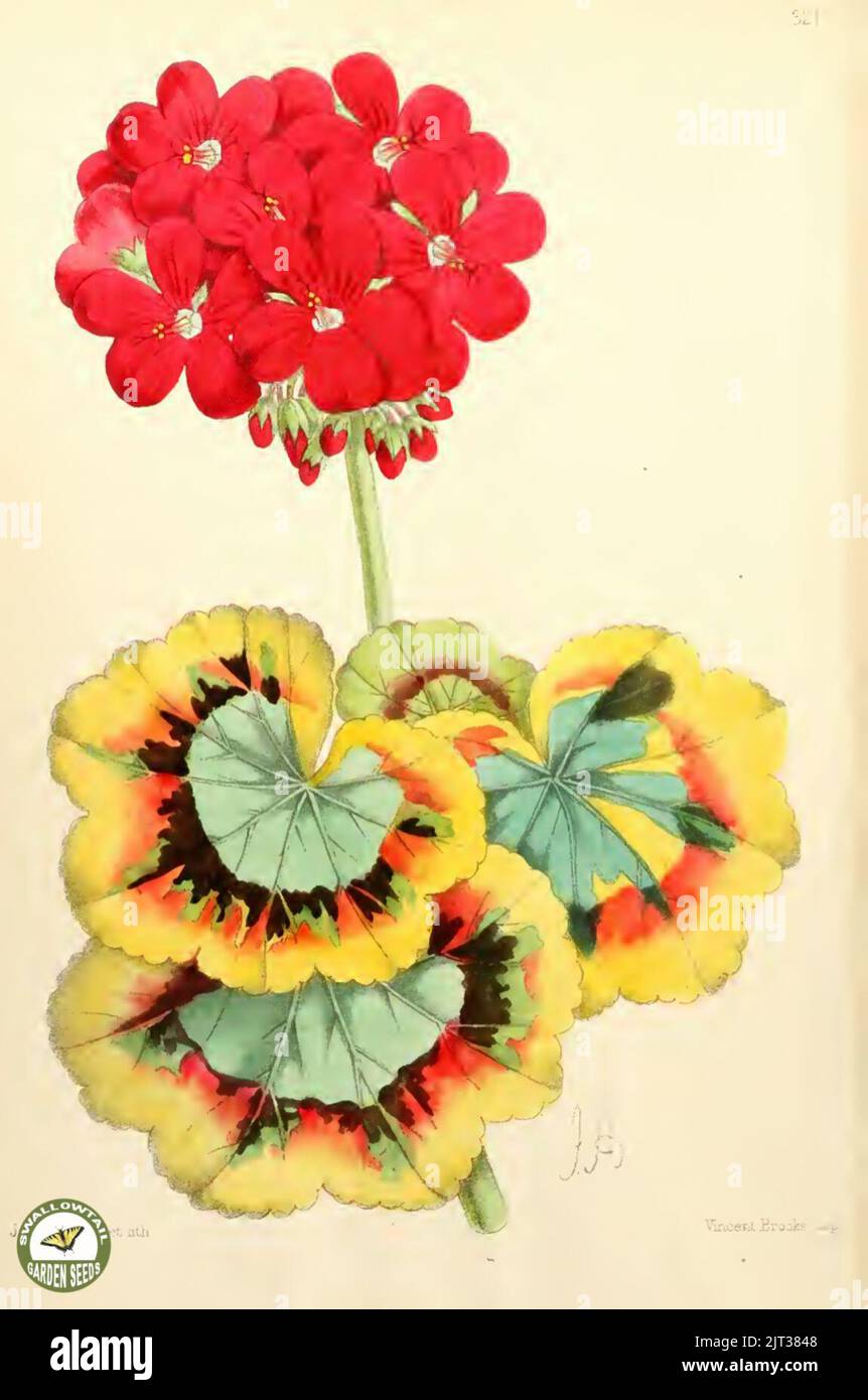 Tricolor-leaved geranium flickr 1867. Stock Photo