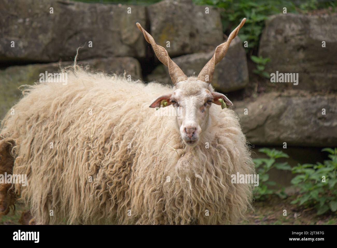 A view of a beautiful Racka sheep in a garden looking at the camera Stock Photo