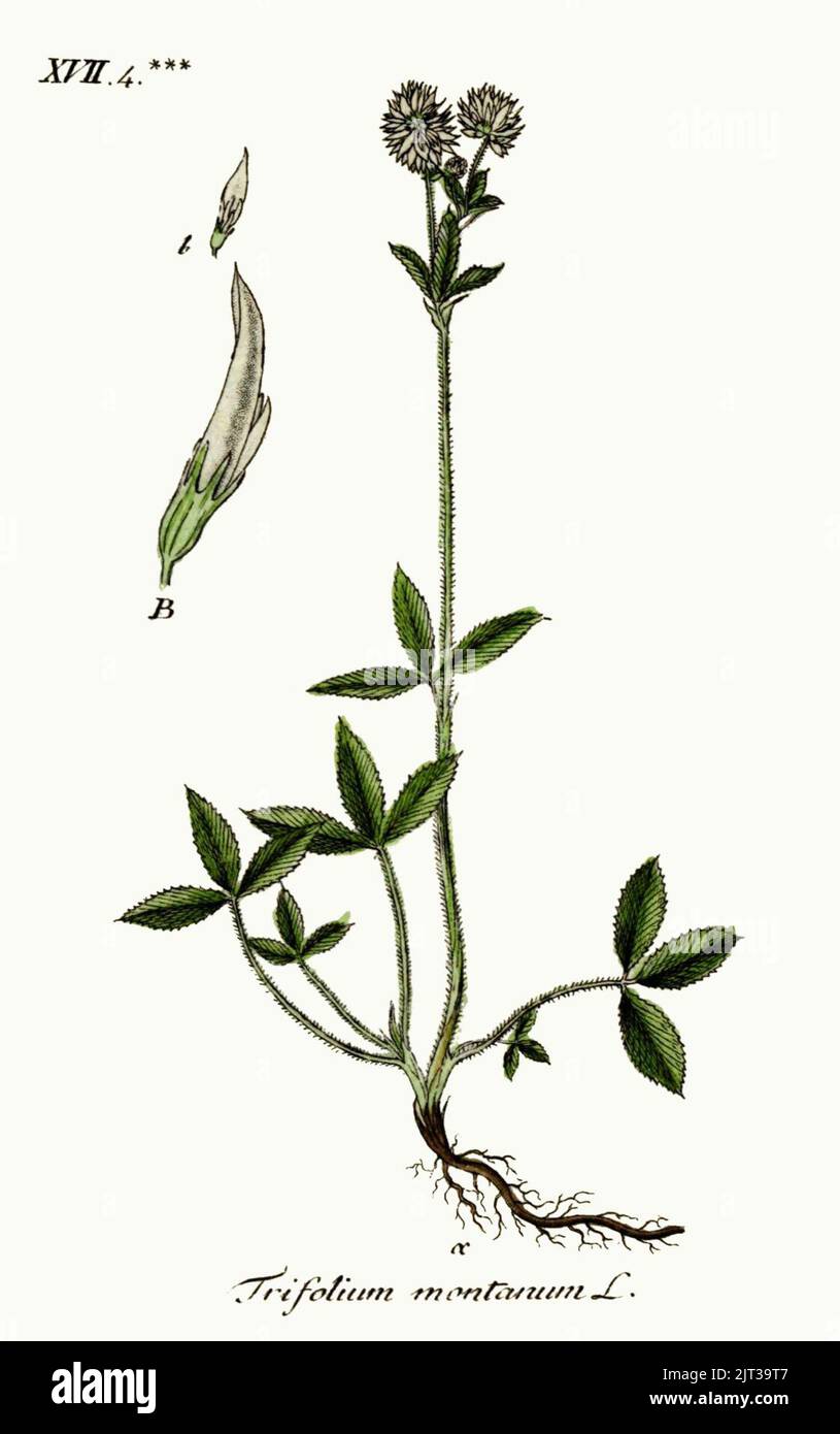 Trifolium montanum - Deutschlands Flora in Abbildungen nach der natur - vol. 4 t. 38. Stock Photo