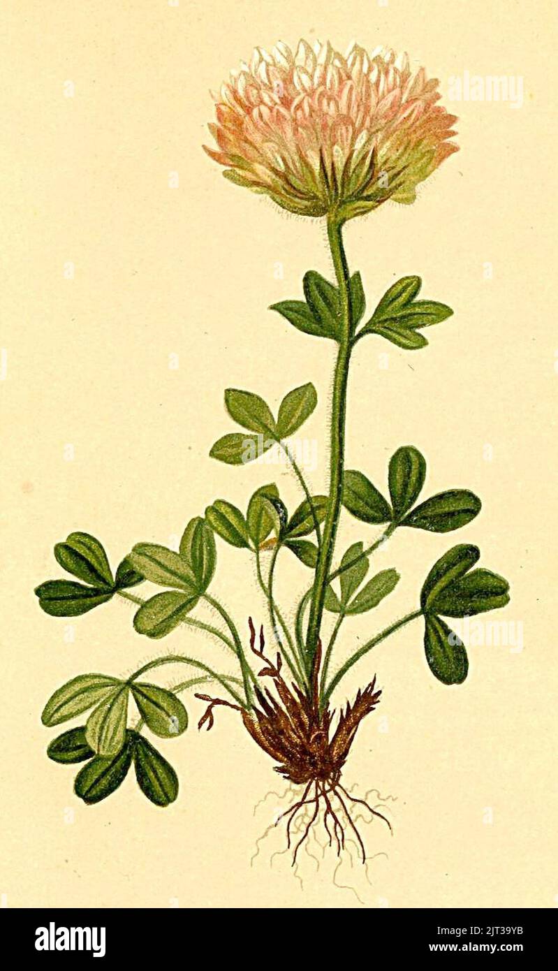 Trifolium thalii Atlas Alpenflora. Stock Photo