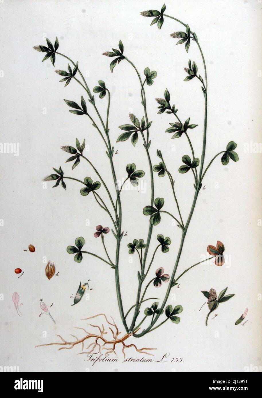 Trifolium striatum — Flora Batava — Volume v10. Stock Photo