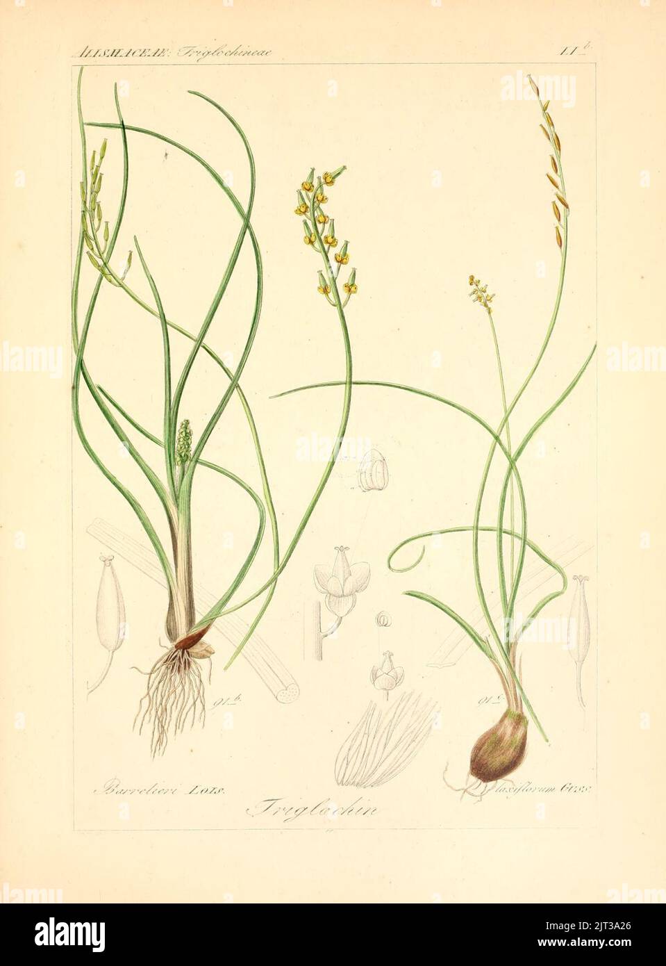 Triglochin barrelieri Triglochin laxiflora Reichenbach 1845. Stock Photo