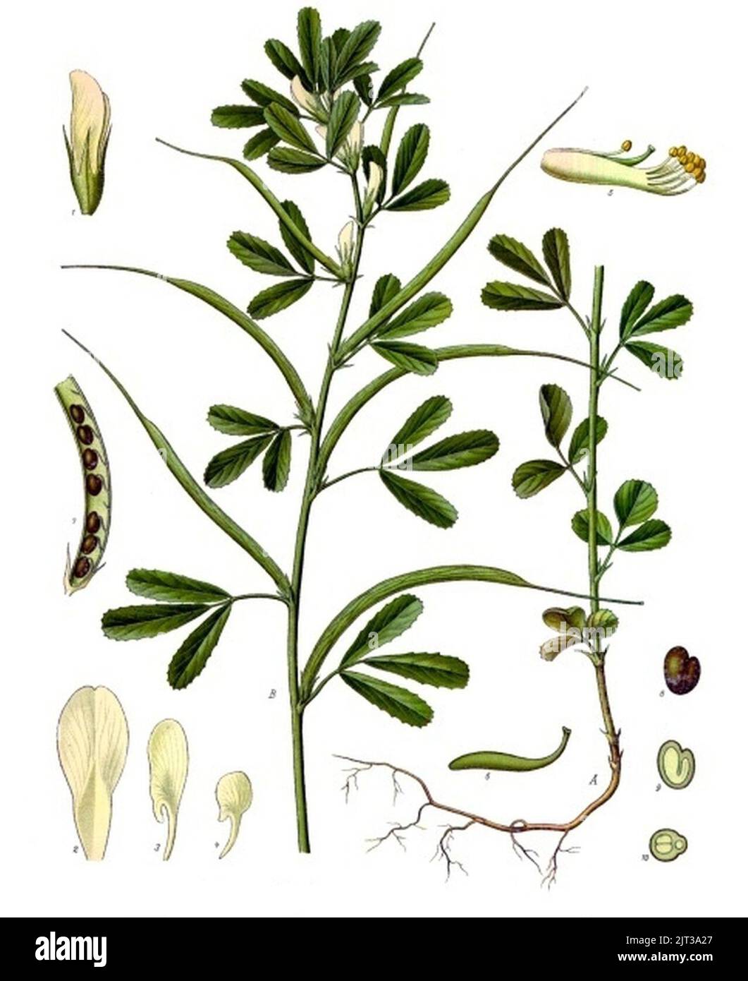 Trigonella foenum-graecum - Köhler–s Medizinal-Pflanzen-273. Stock Photo