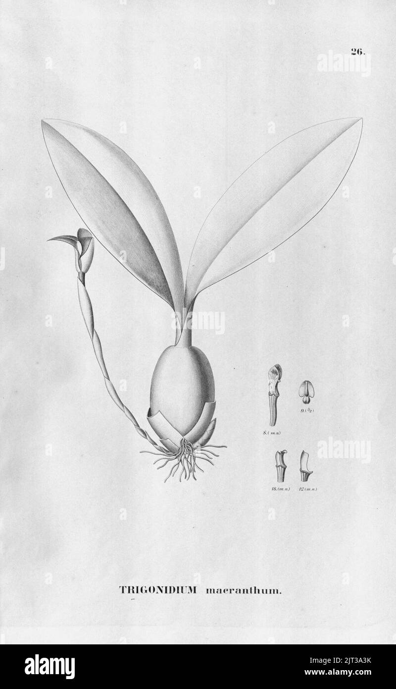 Trigonidium macranthum - Fl.Br. 3-6-026. Stock Photo