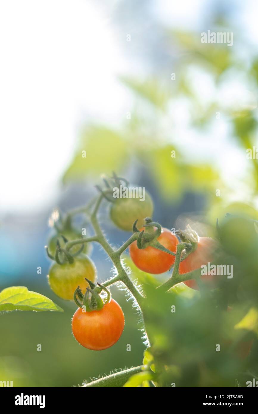 How to grow grape hires stock photography and images Alamy