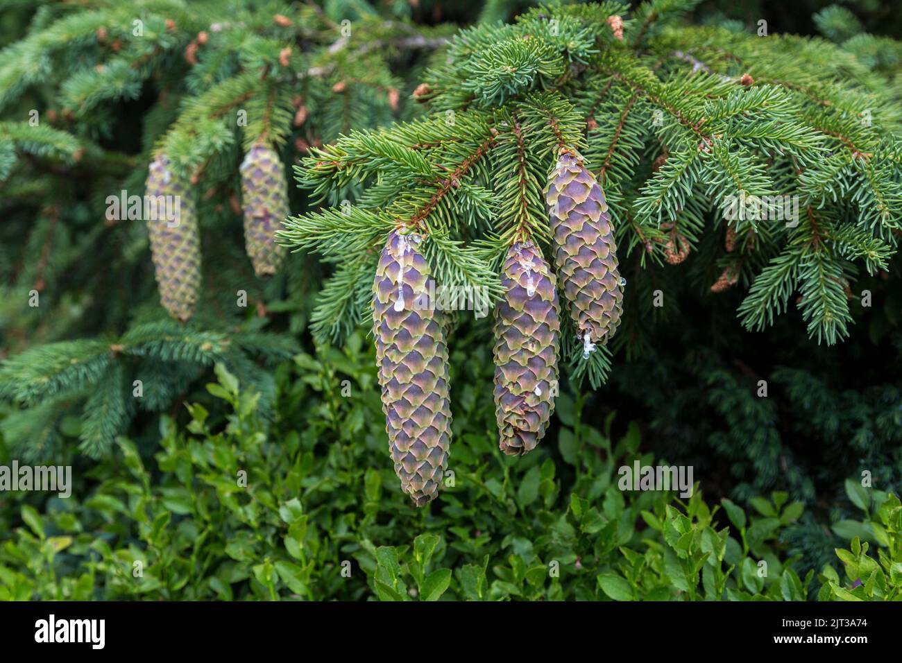 Young spruce cones on branches with resin in the forest Stock Photo