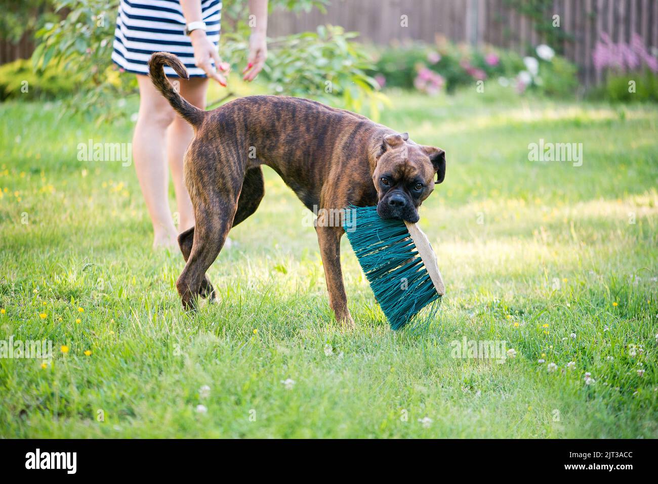 The Boxerbreed dog playing with an old brush with its woman owner