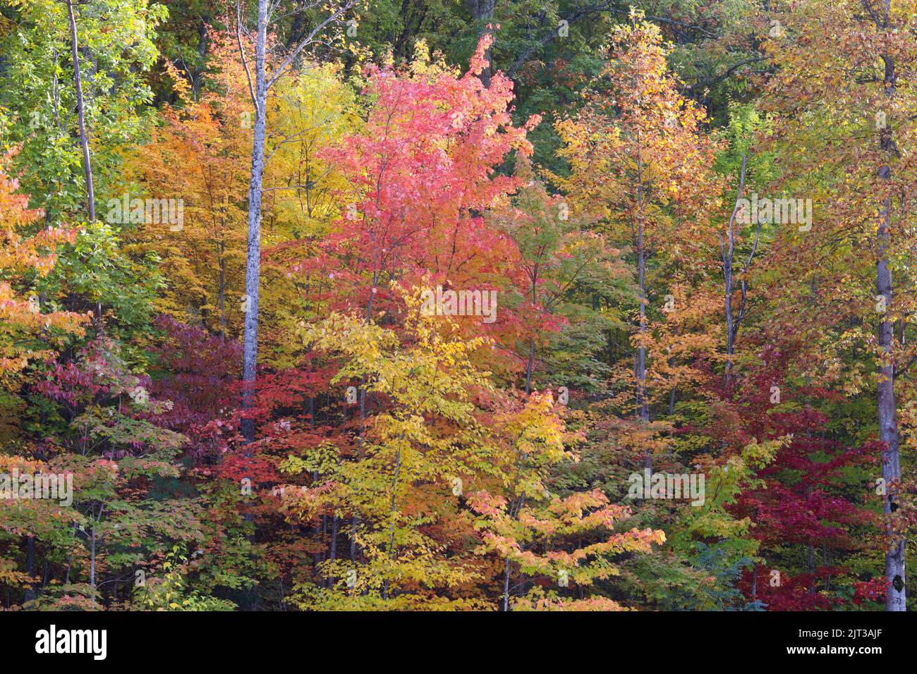 An aerial view of colorful autumn trees in a forest Stock Photo - Alamy