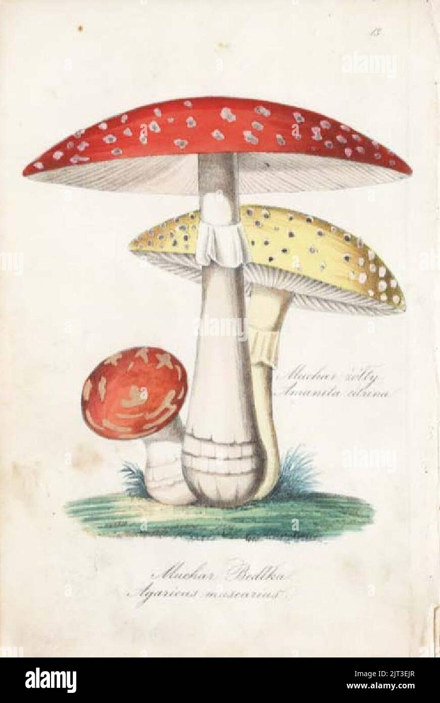 Tripplin Hygiena polska p3 Muchomor czerwony i zolty Stock Photo Alamy