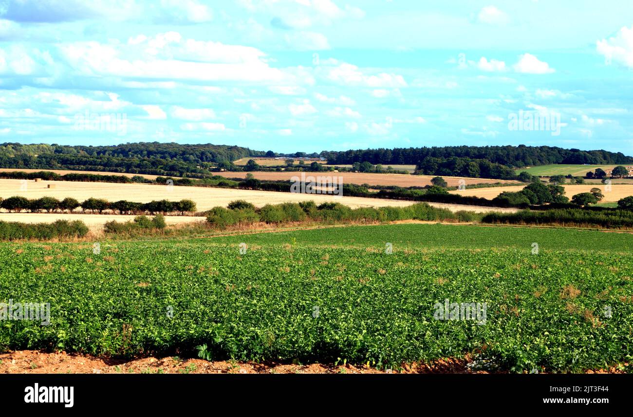 Agricultural landscape, crops, farming, August, NW Norfolk, England, UK Stock Photo