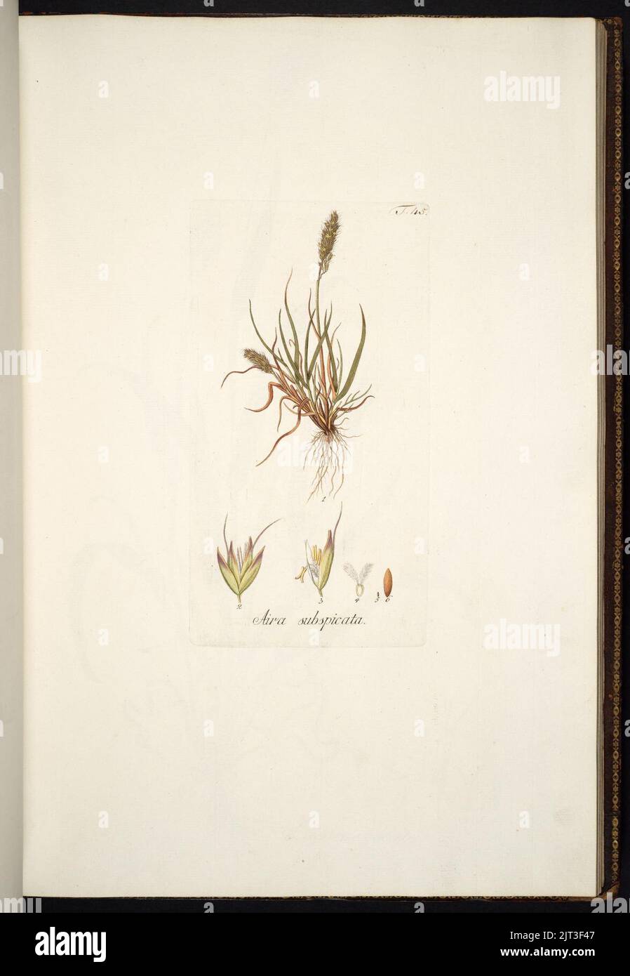 Trisetum spicatum illustration (01). Stock Photo