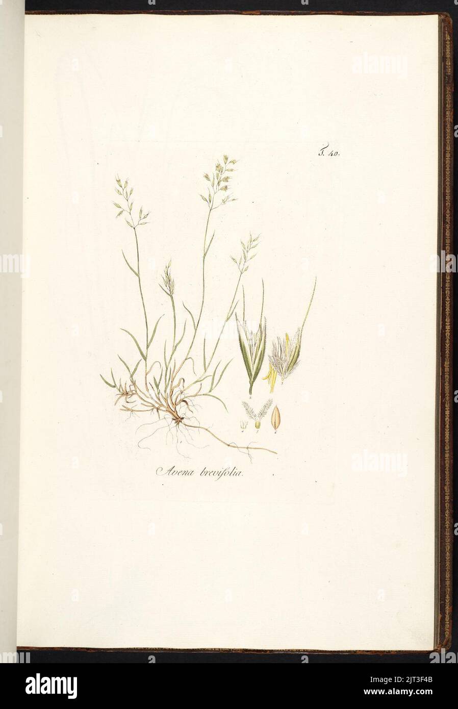 Trisetum distichophyllum illustration (02). Stock Photo