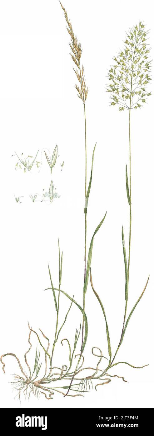 Trisetum flavescens (Curtis et al. 1777, Flora Londinensis v3, plate 5, Stock Photo