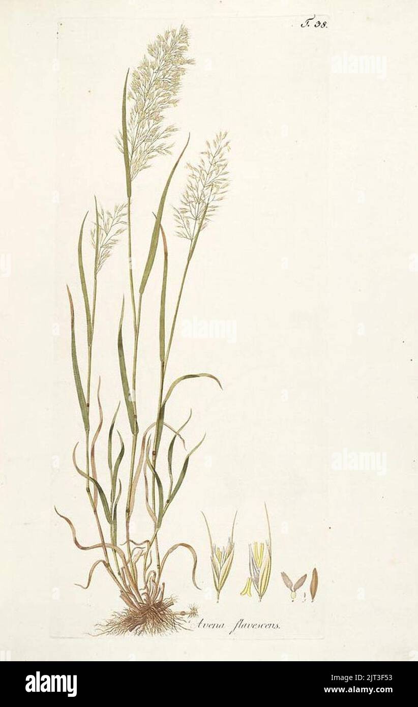 Trisetum flavescens. Stock Photo