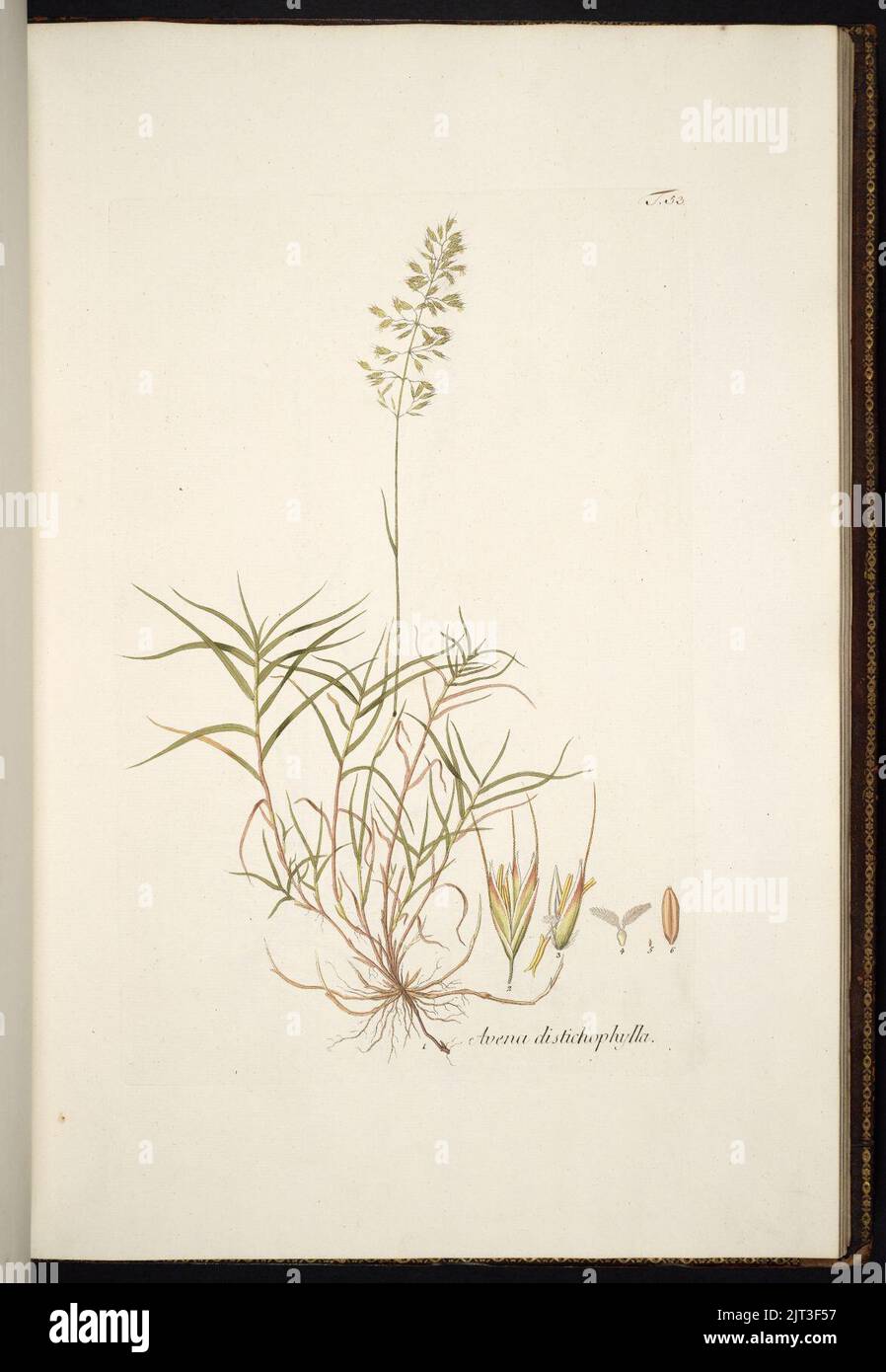 Trisetum distichophyllum illustration (01). Stock Photo