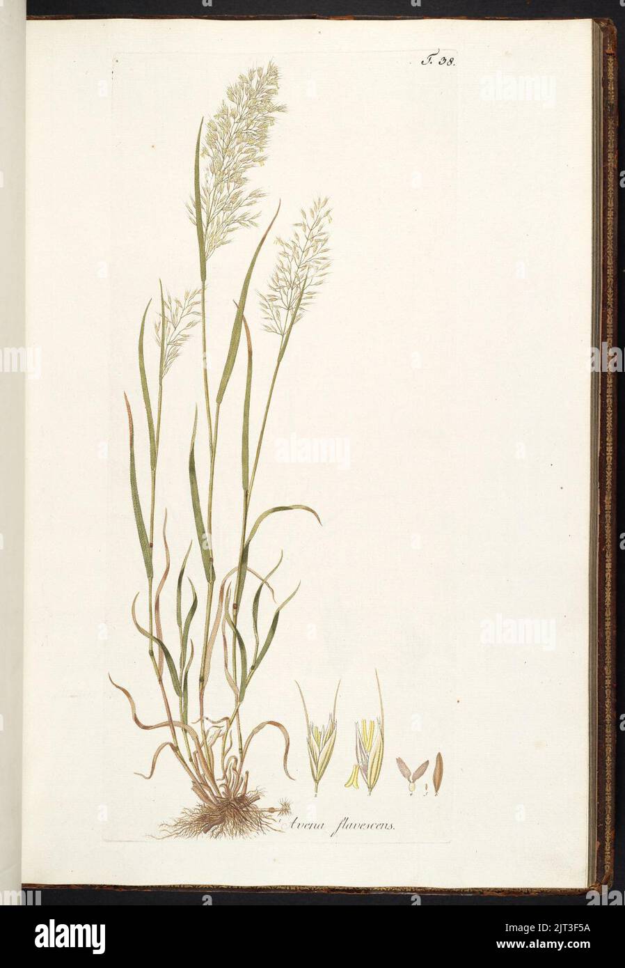 Trisetum flavescens illustration (01). Stock Photo