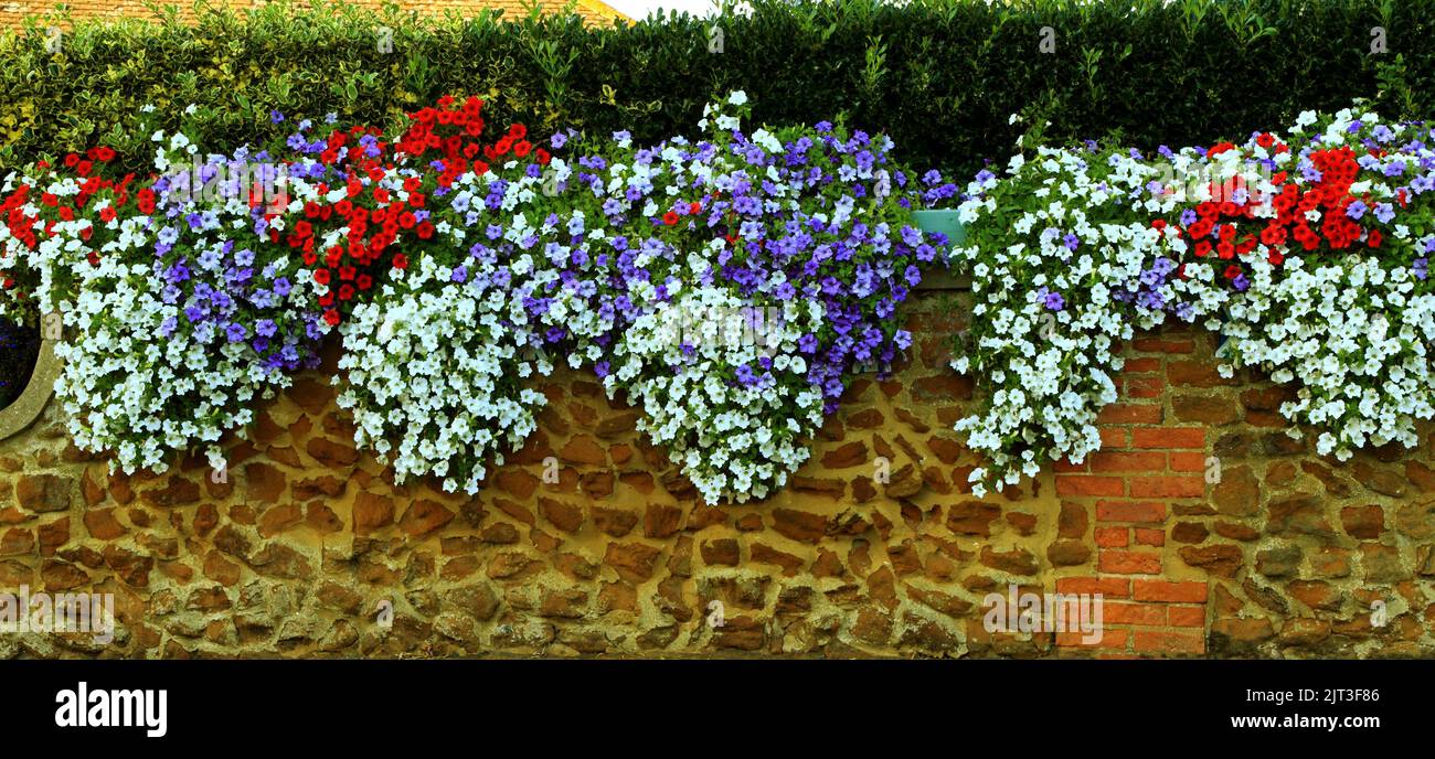 Petunia, Petunias, red, blue, white, overhanging carstone wall, front garden wall, Norfolk, England, UK Stock Photo