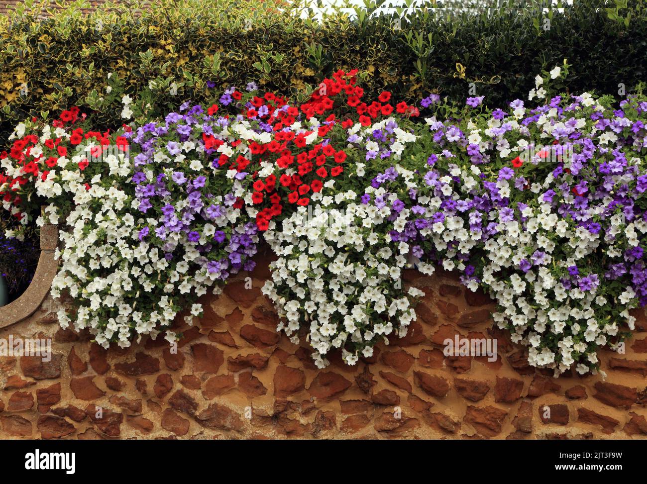 Petunia, Petunias, red, blue, white, overhanging carstone wall, front garden wall, Norfolk, England, UK Stock Photo