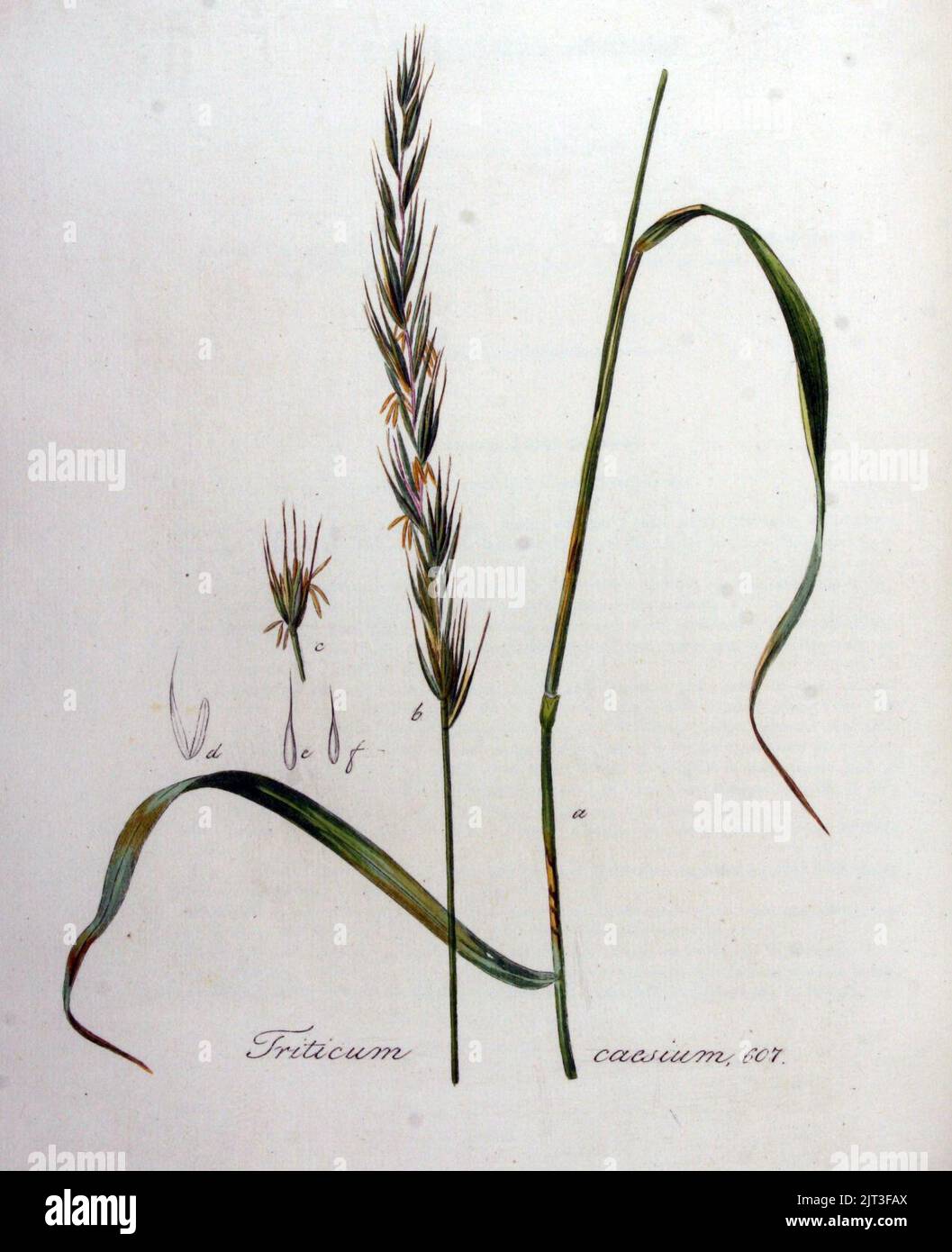 Triticum caesium — Flora Batava — Volume v8. Stock Photo