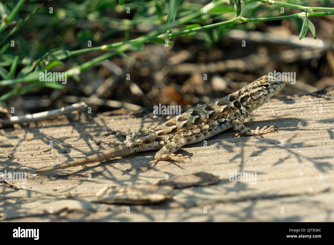 A nale western fence lizard on sunning on wooden plank. Stock Photo
