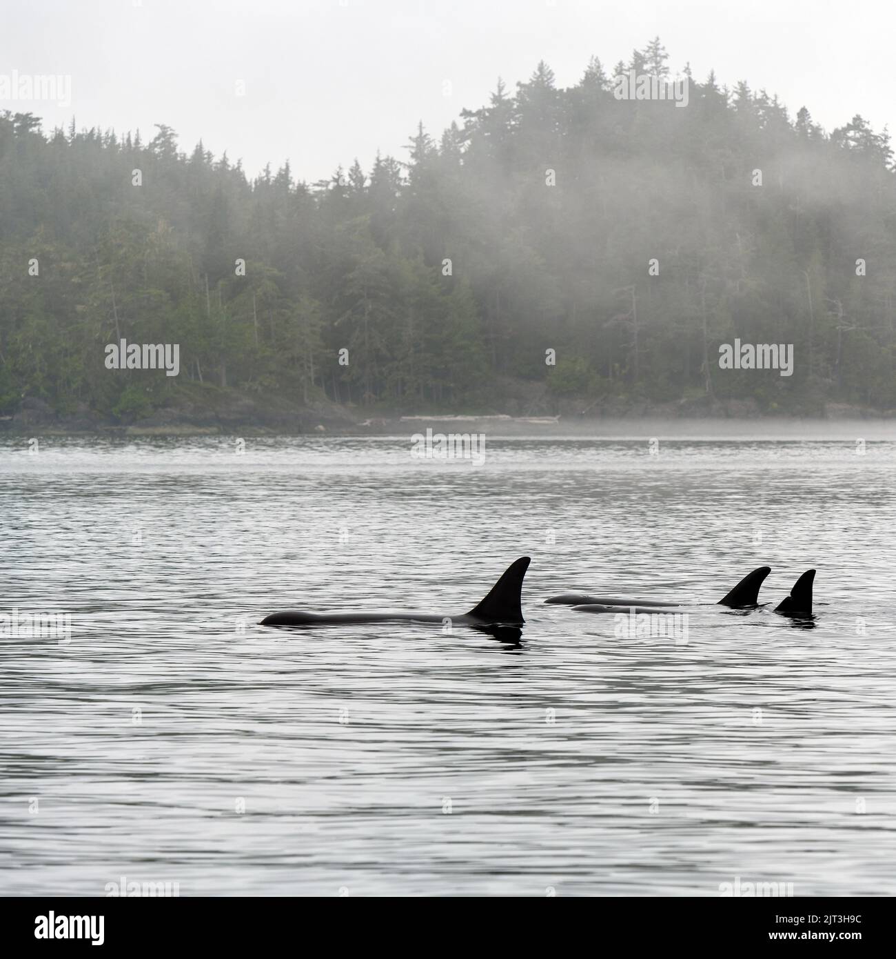 Three Orca or Killer Whale (Orcinus orca) on whale watching tour, Telegraph Cove, Vancouver Island, British Columbia, Canada. Stock Photo