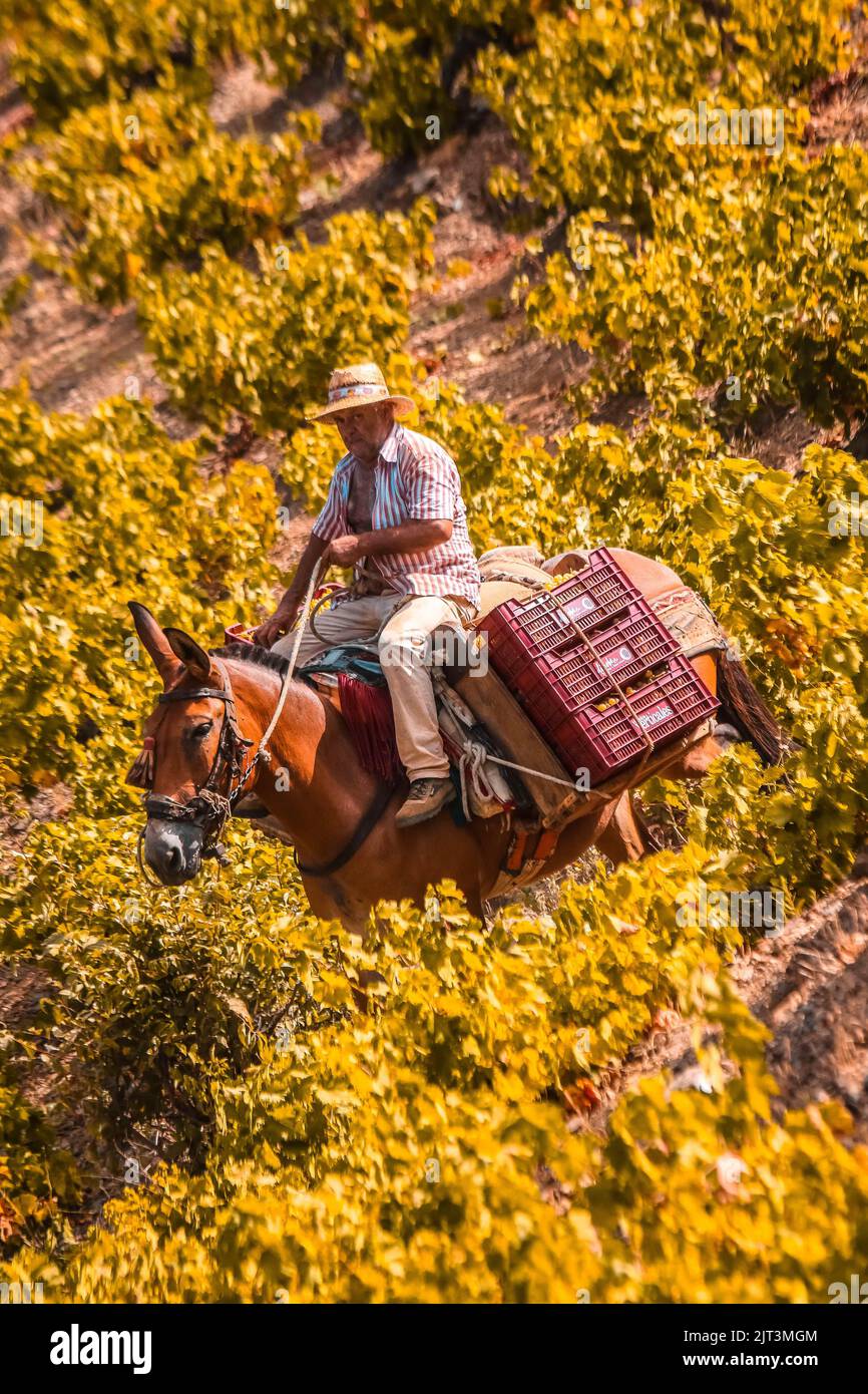 August 26, 2022: August 26, 2022 (Moclinejo, Malaga) One of the most artisanal harvests in Europe has started these days in the region of La AxarquÃ-a, grapes with their difficult harvesting due to the complexity of the terrain and its high slopes, is made by hand and with the use of mules. (Credit Image: © Lorenzo Carnero/ZUMA Press Wire) Stock Photo