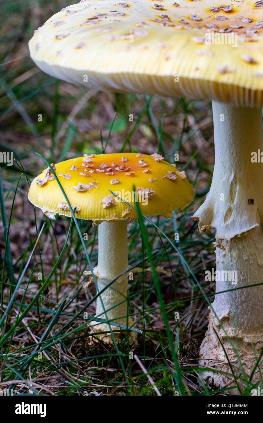 American fly agaric mushroom in Wisconsin in late summer, vertical Stock Photo