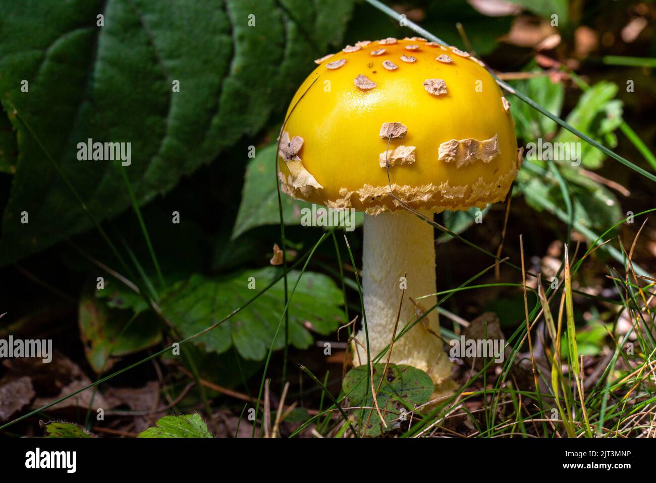 American fly agaric mushroom in Wisconsin in late summer, horizontal Stock Photo
