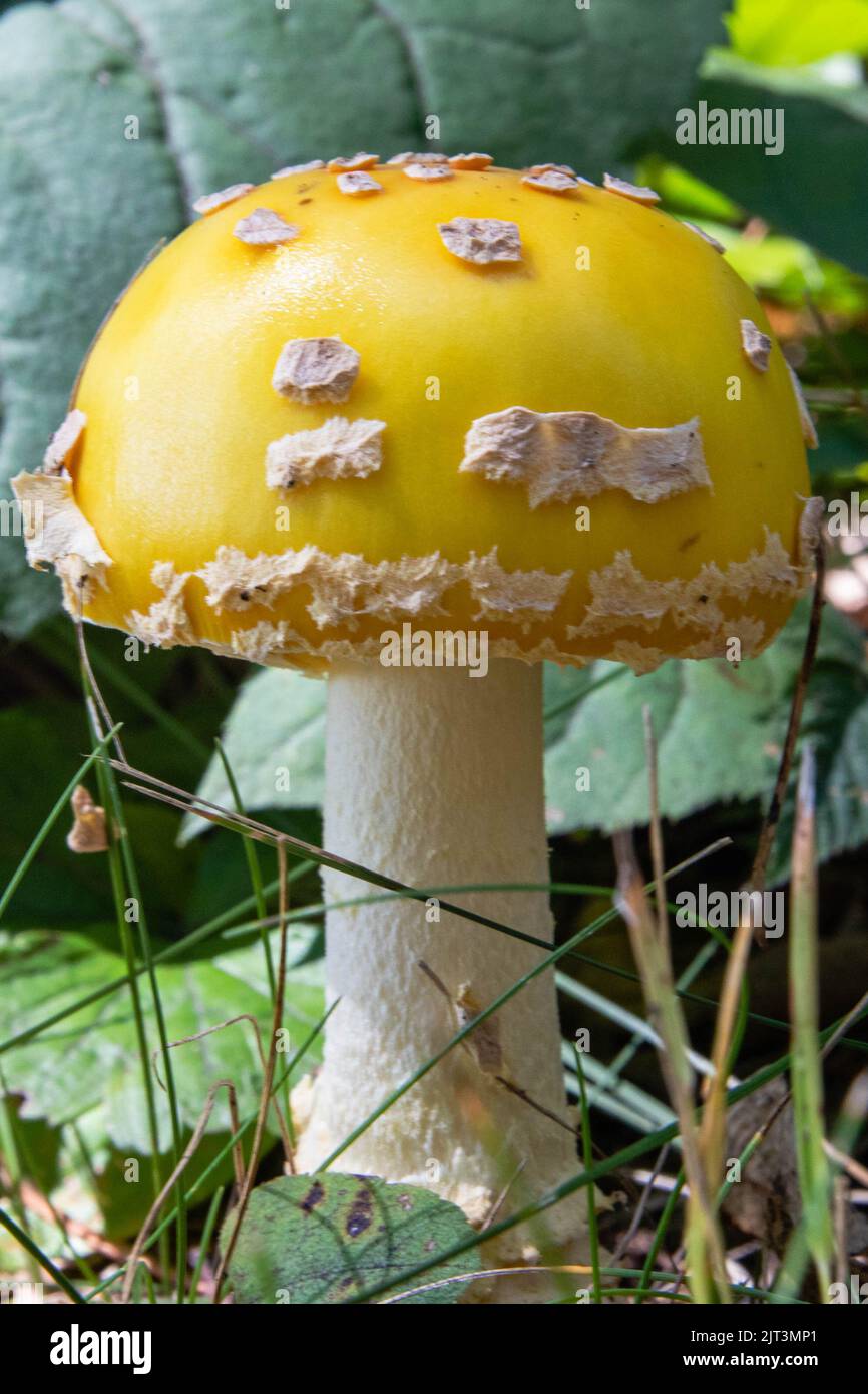 Closeup of a American fly agaric mushroom in Wisconsin in late summer, vertical Stock Photo