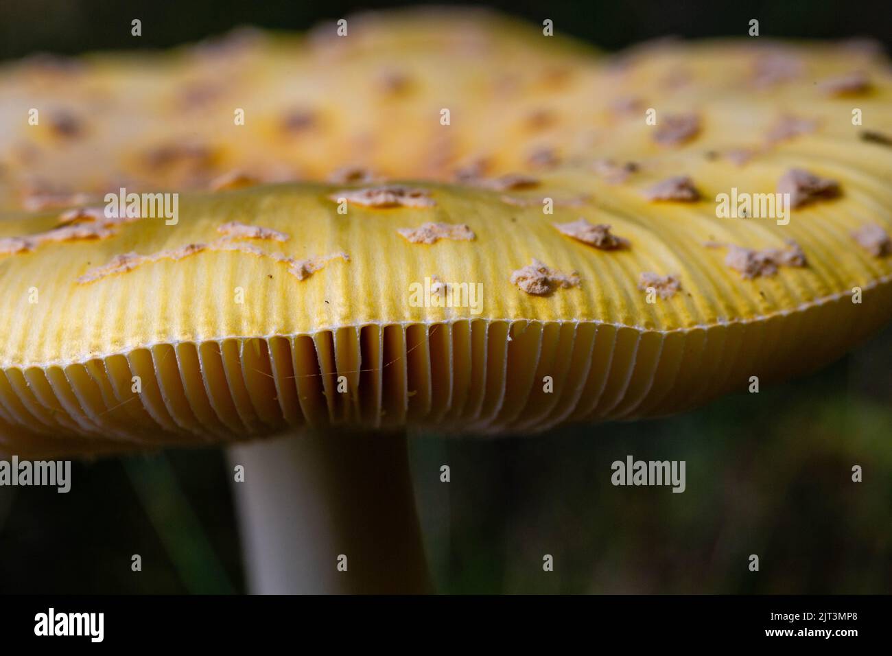 Closeup of a American fly agaric mushroom in Wisconsin in late summer, horizontal Stock Photo