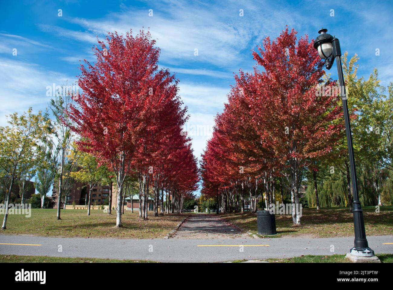 Autumn maple leaves Montreal, Quebec, Canada Stock Photo Alamy